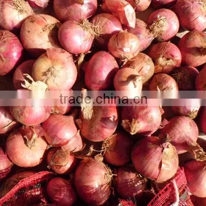 Fresh Onion/peeled Onion thumbnail-1