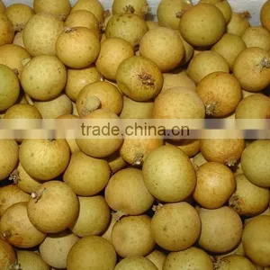 Longan Fruit Trees thumbnail-1