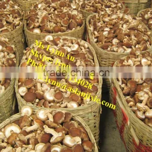 High Quality Mushroom /dry Shiitake Mushroom thumbnail-6