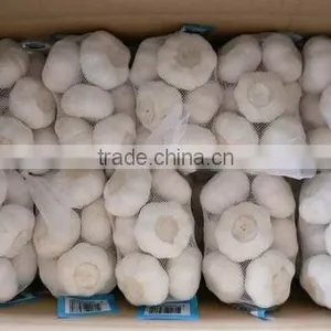 Fresh Style White Garlic From Cold Storage thumbnail-1