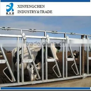 Cattle Head Lock thumbnail-1