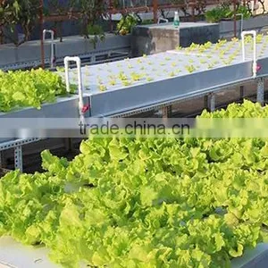 Agricultural Greenhouse Hydroponic Garden Flat System thumbnail-1