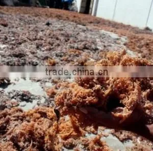 Sell Gracilaria, Eucheuma Spinosum And Eucheuma Cottoni Seaweeds thumbnail-4