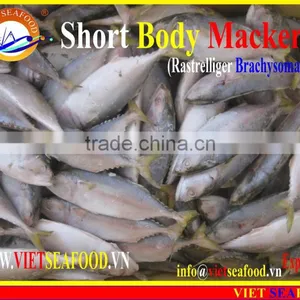 W/R FROZEN SHORT BODY MACKEREL thumbnail-1