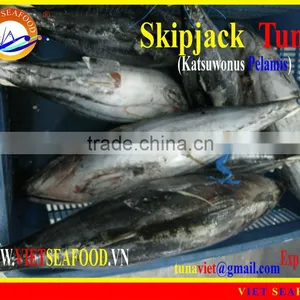 FROZEN WHOLE ROUND SKIPJACK TUNA thumbnail-1