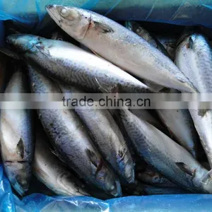 Frozen Pacific Mackerel Fish 250-350G thumbnail-5