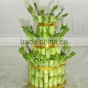 Lucky Bamboo ( Dracaena Sanderiana) 3 Layers thumbnail-4