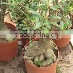 Adenium Obesum Desert Rose thumbnail-1
