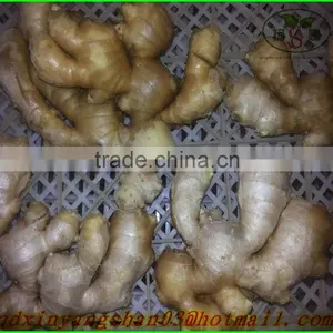 Fresh Garlic Sprouts/Garlic Moss/ Garlic Moss Exports Europe and the United States/southeast Asia/dubai thumbnail-4