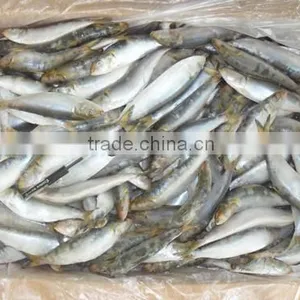 Frozen Sardines (Sardinella Longiceps) for Bait and Canning 250pcs thumbnail-5