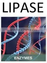 Lipase For Bread Improvers thumbnail-1