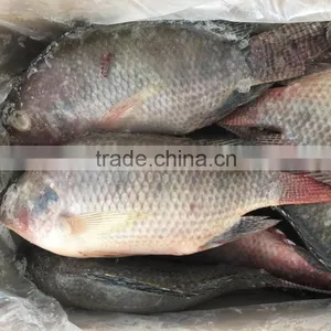 Frozen Tilapia Fish Factory thumbnail-2