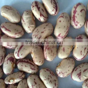 Speckled Kidney Bean thumbnail-2