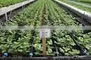 Agriculture Irrigation Drip Hose thumbnail-3