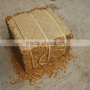 Broken Cassia for Sale thumbnail-2