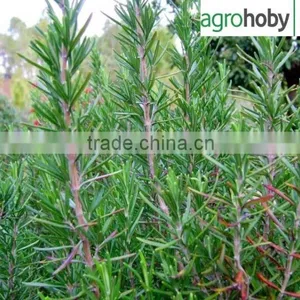 Turkish Rosemary , Cheap Rosemary , Rosemary Price , High Oil Rosemary ,dried Rosemary Leaves thumbnail-5