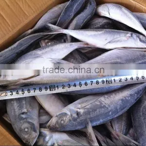 Frozen Horse Mackerel thumbnail-1