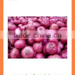Export Best Quality Fresh Red Yellow White Onion thumbnail-2