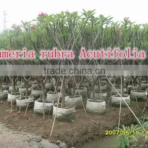 for Outdoor Landscaping Ornamental Bonsai Plants thumbnail-6