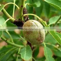 Oil Press Sweet Almonds Oil In A Bulk thumbnail-1