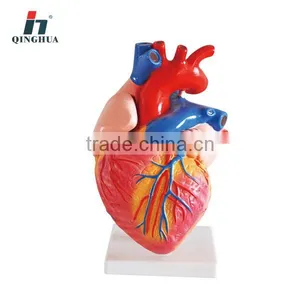 Human Heart 2times thumbnail-1