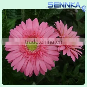 Honey Gerbera Natural Fresh Gerbera Bouquets thumbnail-2