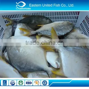 Chinese Sea Export Frozen Golden Pomfret Fish thumbnail-1