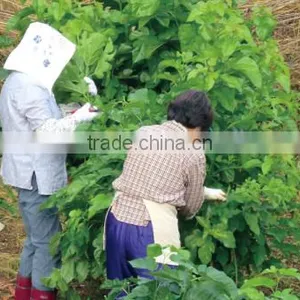 Natural and Good Quality Qualite Azawad Health Benefits Chunmee Green Tea Mulberry Tea With Hight Quality Made in Japan thumbnail-5