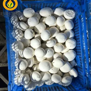 Premium IQF Frozen White Champginon Button Mushroom Cuts Whole Agaricus Bisporus for Wholesale thumbnail-3