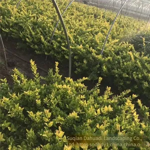 the Ligustrum Japonicum 'howardii' Balls With a Crown Width of 1 Meter Are Inexpensive and Have a High Survival Rate. thumbnail-3