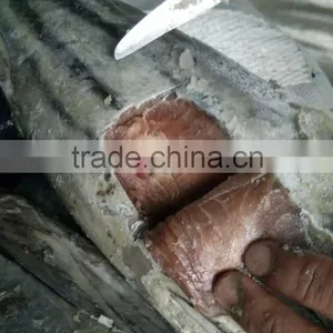 Tuna Fish (skipjack Fish WR) thumbnail-1