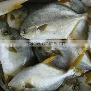 Golden Pomfret Fish thumbnail-1