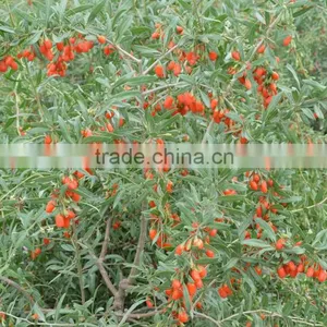 GOJI A280 GRAINS/50G thumbnail-2