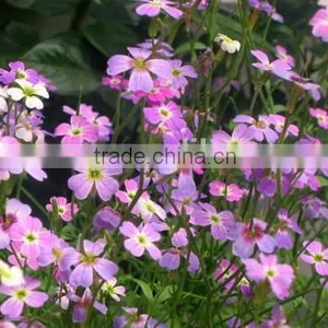 Virginia Stock, Malcolmia , Flower Seeds , Herb Seed,vegetalbe Seed,fruit Seed,grass Seed thumbnail-5