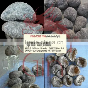 Ball Sea Cucumber Vietnam, Pingpong Fish, Holothuria Spp thumbnail-1