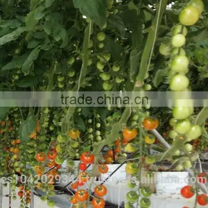 Multi Span Greenhouse for Hydroponics and Irrigation Systems thumbnail-6