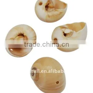 Spiral Shell Beads, Dyed, Goldenrod(BSHE-S099) thumbnail-1