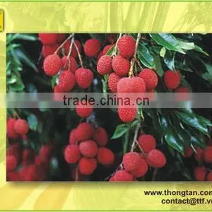 Canned Lychee in Syrup With Good Quality by Thongtanfood thumbnail-1