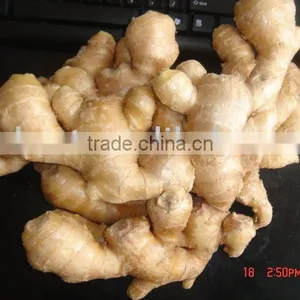 All Year Round Fresh Ginger thumbnail-6