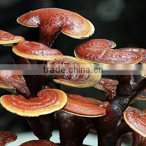 Top Quality Reishi Mushroom Extract Powder thumbnail-1