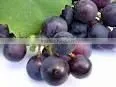 Grape Seed Plant Extract thumbnail-1