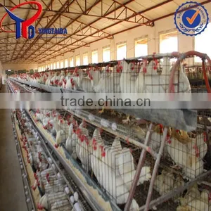 Closed Broiler Chicken Farm thumbnail-5