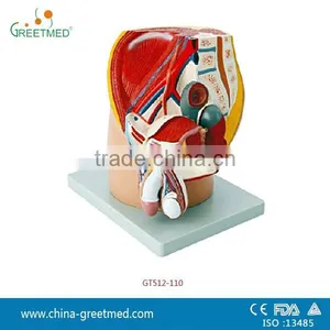Plastic Male Female Pelvis Anatomical Model thumbnail-1