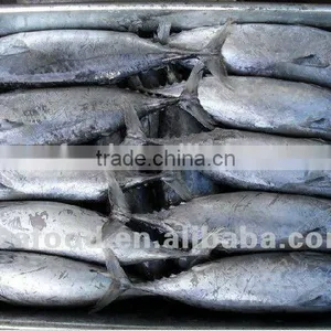 Frozen Skip Jack Tuna thumbnail-1