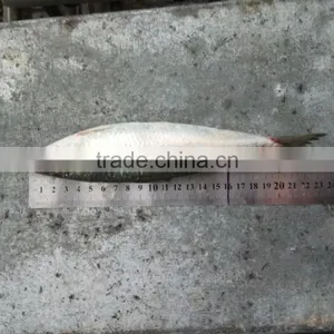 Low Price Canned Fish Sardine Frozen Sardine for Canning Good-quality thumbnail-2