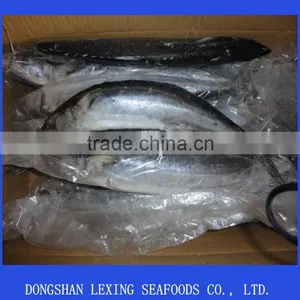 Frozen Whole Spanish Mackerel for Sale thumbnail-1