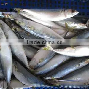 HACCP Frozen Seafood Mackerel Manufacturer thumbnail-3