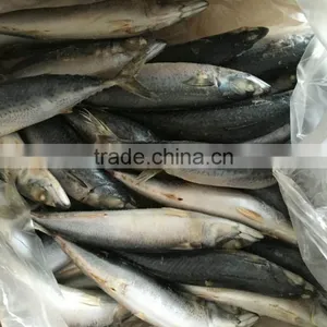 Fresh Frozen Pacific Mackerel With Mackerel Fish Factory thumbnail-2