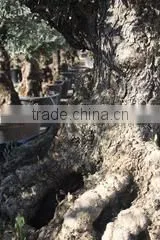Finca Hermosa S.l. company overview - view 1 thumbnail