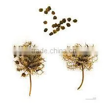 MIMOSA PUDICA thumbnail-2